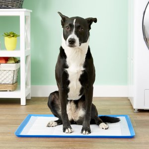 BEST DOG POTTY TRAINING PAD HOLDER!! - LIVE REVIEW 