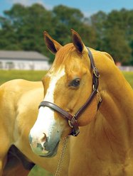 Perri's Leather 1-in Turnout Horse Halter, Havana slide 1 of 4