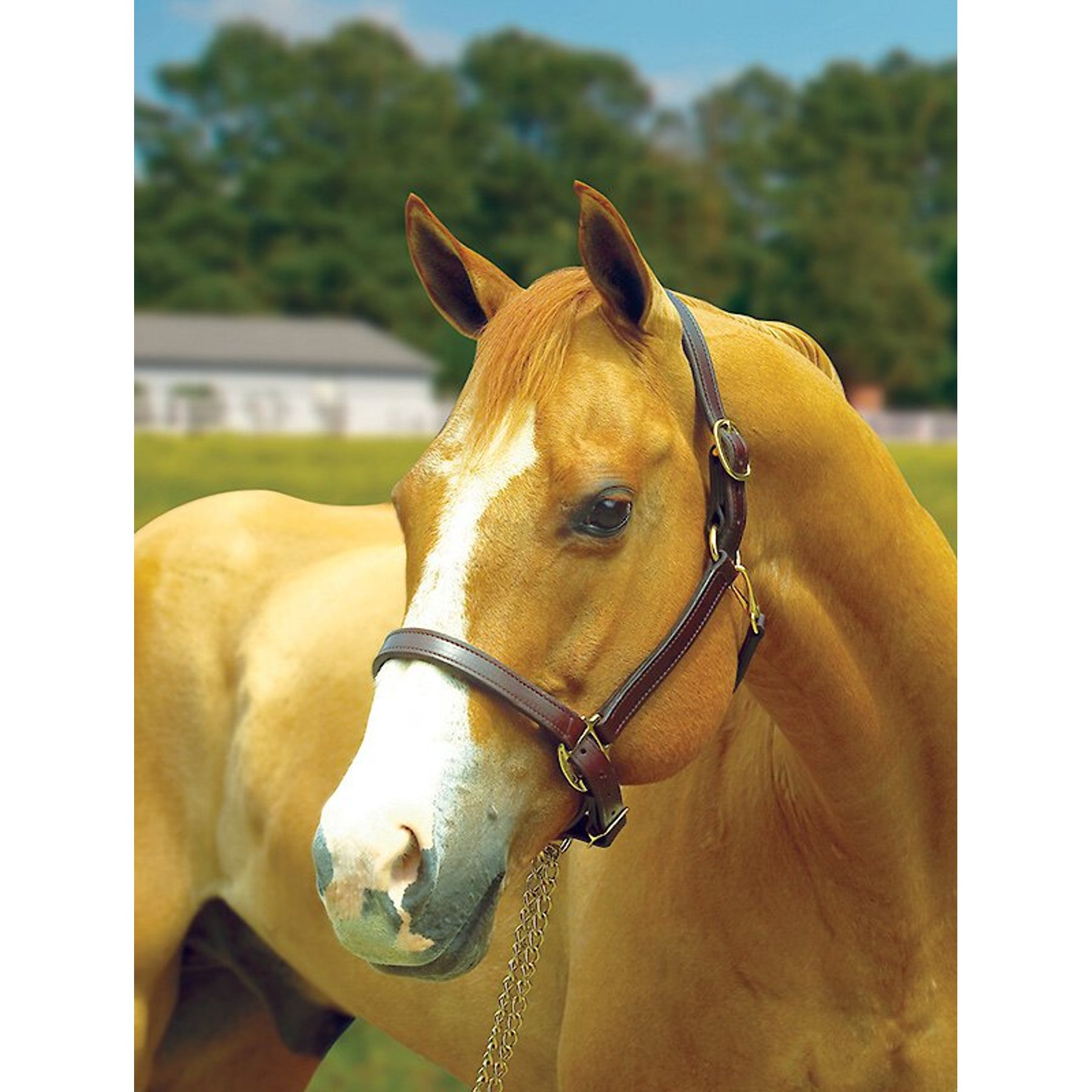 Perri's Leather 1-in Turnout Horse Halter, Havana