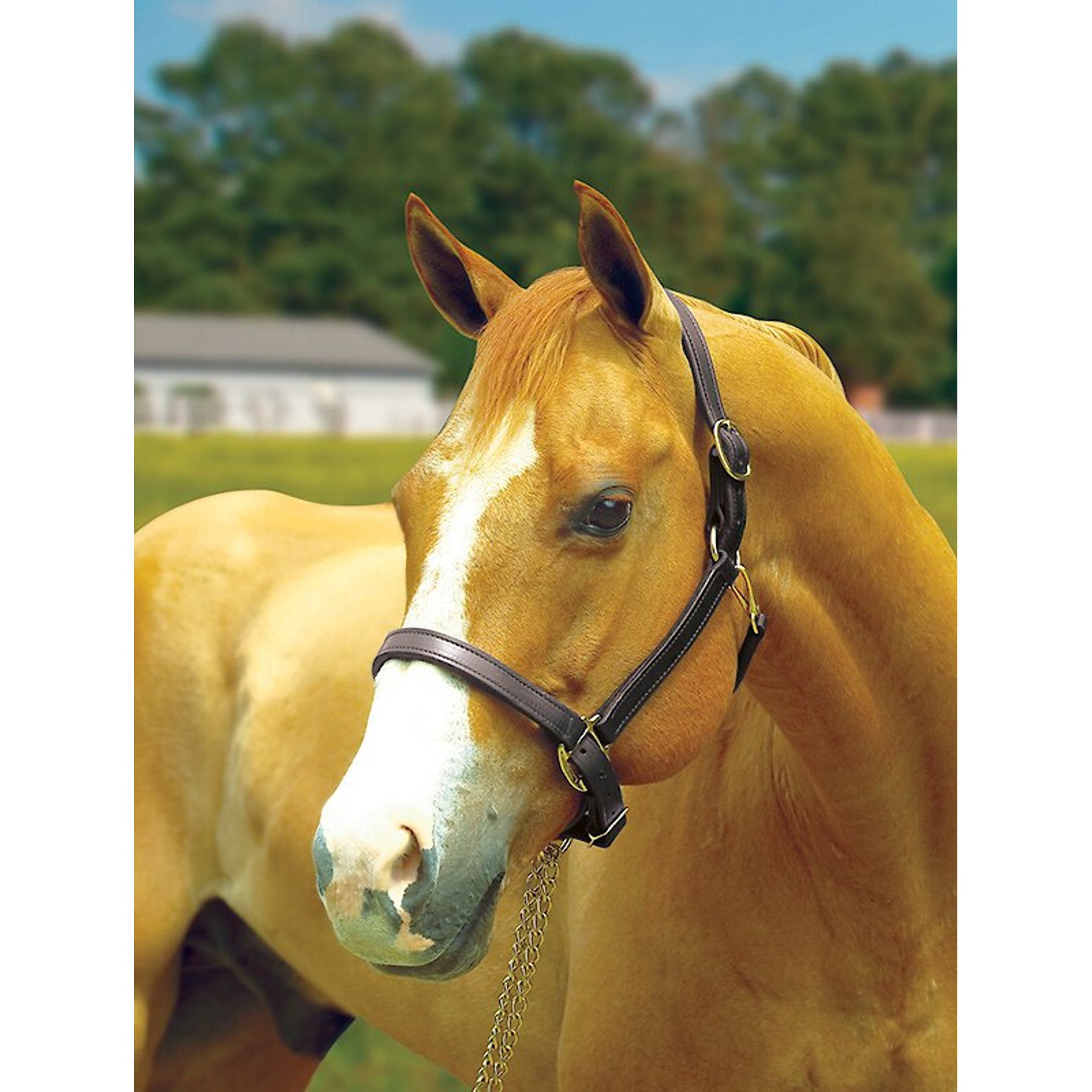 Perri's Leather 1-in Turnout Horse Halter, Black