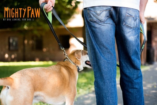 Mighty Paw Polyester Reflective Colorblast Dog Leash, 6-ft long