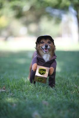 Show full view: California Costumes UPS Delivery Driver Dog & Cat Costume, Large slide 4 of 9