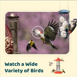 Birdfy Cam Smart Bird Feeder Cam with Motion Detection Wireless Camera, Solar Panel & AI by Subscription Recognition, White slide 2 of 6
