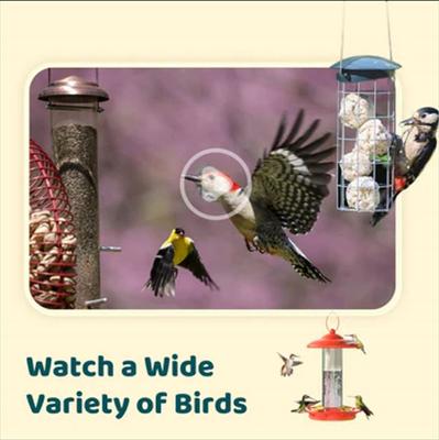 Show full view: Birdfy Cam Smart Bird Feeder Cam with Motion Detection Wireless Camera, Solar Panel & AI by Subscription Recognition, White slide 6 of 6