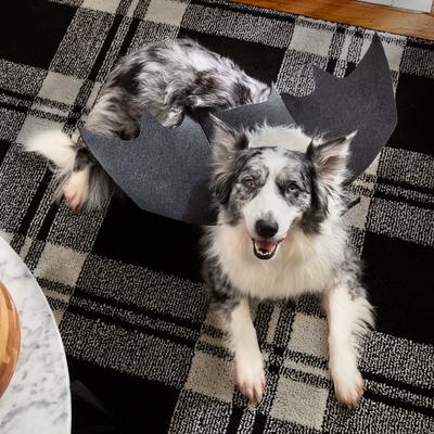 Show full view: Milk-Bone Minis Halloween Graveyard Beef Bones Adult Soft & Chewy Dog Treats, 3.7-oz pouch slide 7 of 12