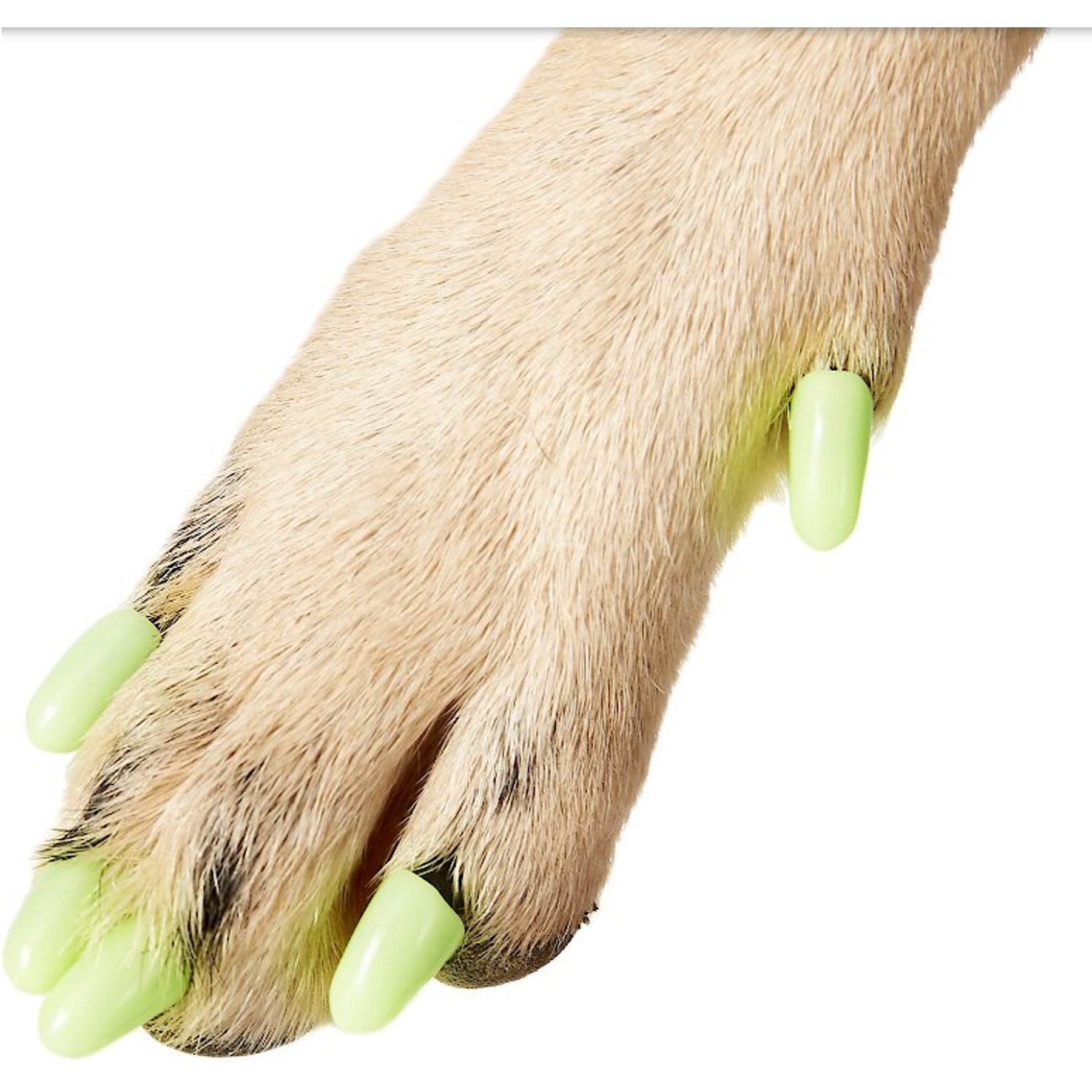 Shops nail protectors for dogs