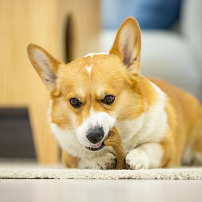 Show full view: EYS Tough Durable Wooden Antler Dog Chew Toy, Small slide 3 of 5