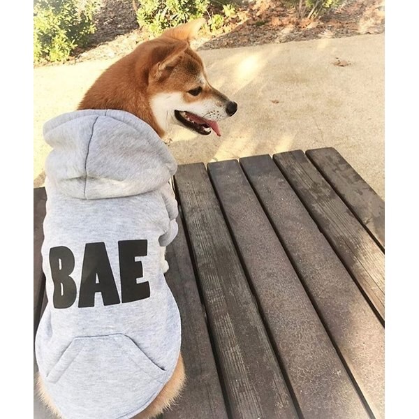 bae dog hoodie