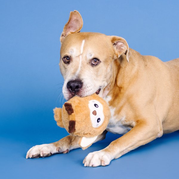 Pet Shop by Fringe Studio Don't Ruffle My Feathers Rubber Plush Dog Toy