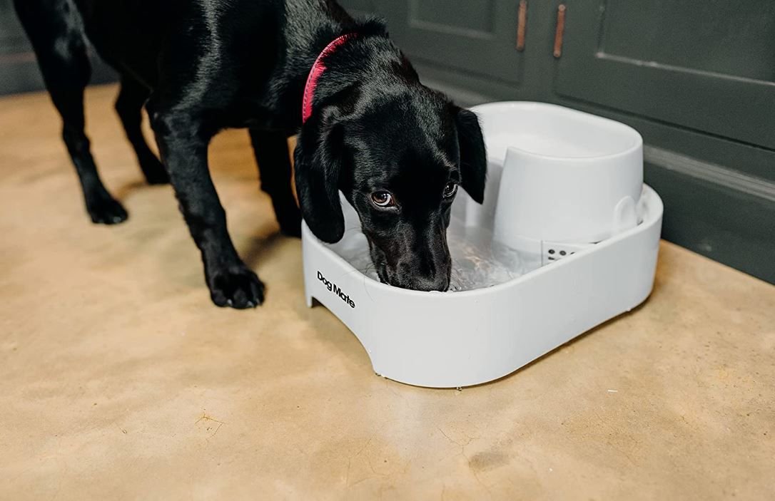 Large shop pet fountain