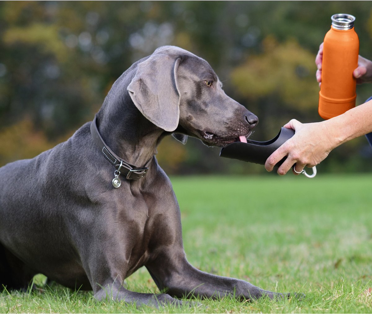 Chewy dog outlet water bottle