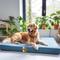 Show in main carousel: LaiFug Egg Cotton Flat Bolster Dog Bed with Removable Cover, Blue, X-Large slide 3 of 10