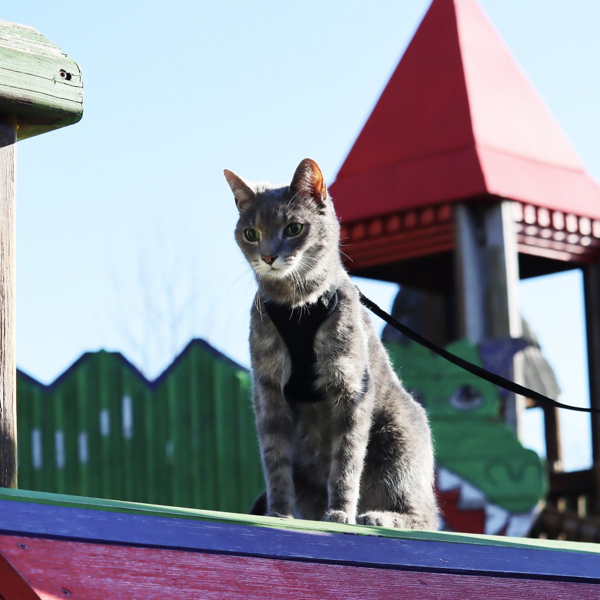 Cat top harness chewy