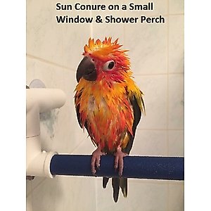 Polly's Pet Products Sandy Window & Shower Bird Perch, Large