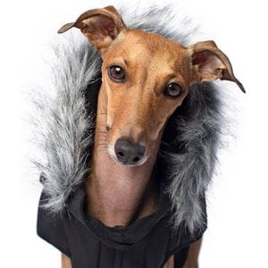 Canada Pooch Everest Explorer Premium Faux Down Insulated Dog Jacket, Black, 22
