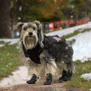 Canada Pooch Everest Explorer Premium Faux Down Insulated Dog Jacket, Black, 22