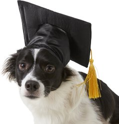 Rubie's Costume Company Graduation Hat Dog & Cat Costume, Medium/Large
