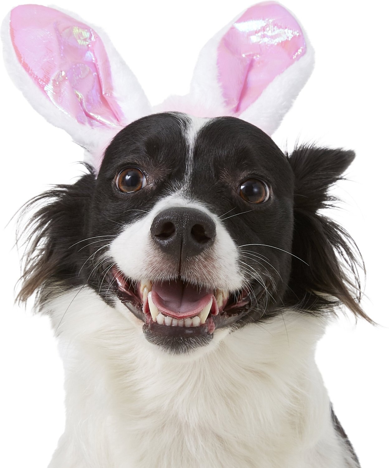 dog bunny ears