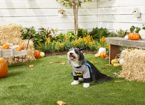 Show full view: Rubie's Costume Company Batman Dog & Cat Costume, XX-Large slide 3 of 9