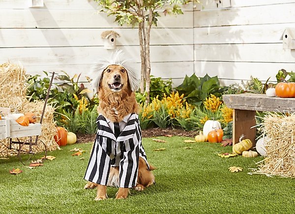 Show full view: Rubie's Costume Company Beetlejuice Dog & Cat Costume, Small slide 3 of 9