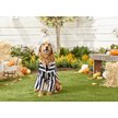 Show in main carousel: Rubie's Costume Company Beetlejuice Dog & Cat Costume, Small slide 3 of 9