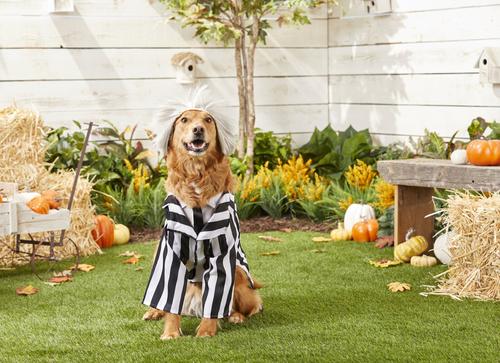 Show full view: Rubie's Costume Company Beetlejuice Dog & Cat Costume, Large slide 3 of 8