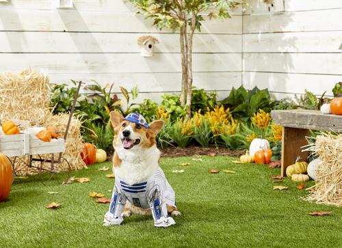 Show full view: Rubie's Costume Company R2-D2 Dog & Cat Costume, Small slide 3 of 7