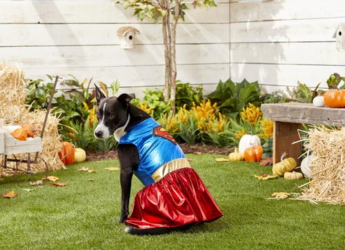 Show full view: Rubie's Costume Company Supergirl Dog & Cat Costume, Small slide 4 of 10