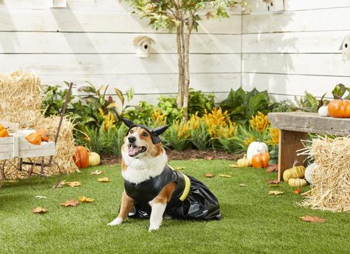 Show full view: Rubie's Costume Company Batgirl Dog & Cat Costume, Large slide 3 of 8