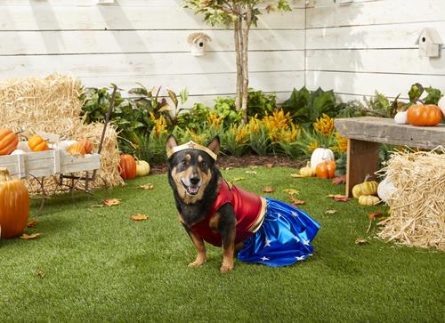 Show full view: Rubie's Costume Company Wonder Woman Dog & Cat Costume, XX-Large slide 3 of 8