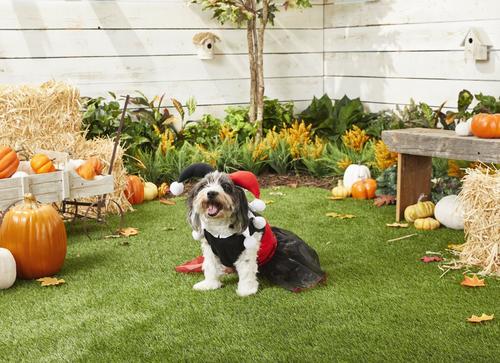 Show full view: Rubie's Costume Company Harley Quinn Dog & Cat Costume, Small slide 3 of 8