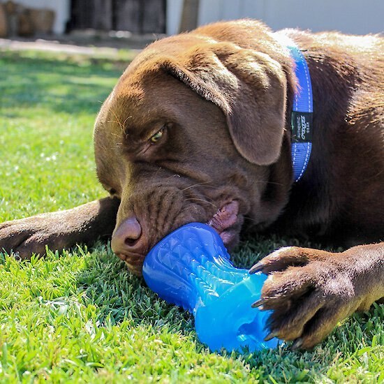 kong dog toys kmart