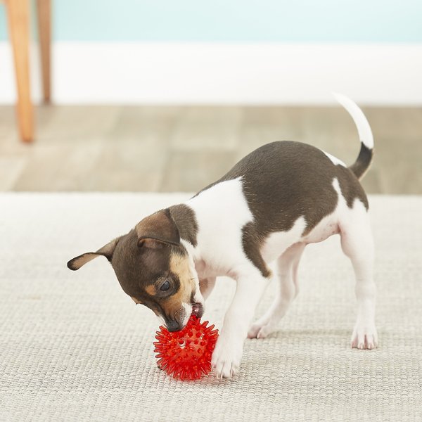 GNAWSOME Squeaker Ball Dog Toy, Color Varies, Small - Chewy.com