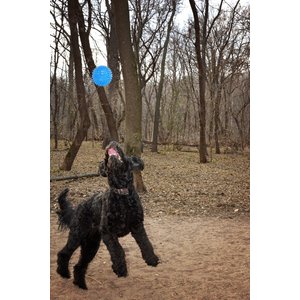 Gnawsome Squeaker Ball Dog Toy, Color Varies, Medium
