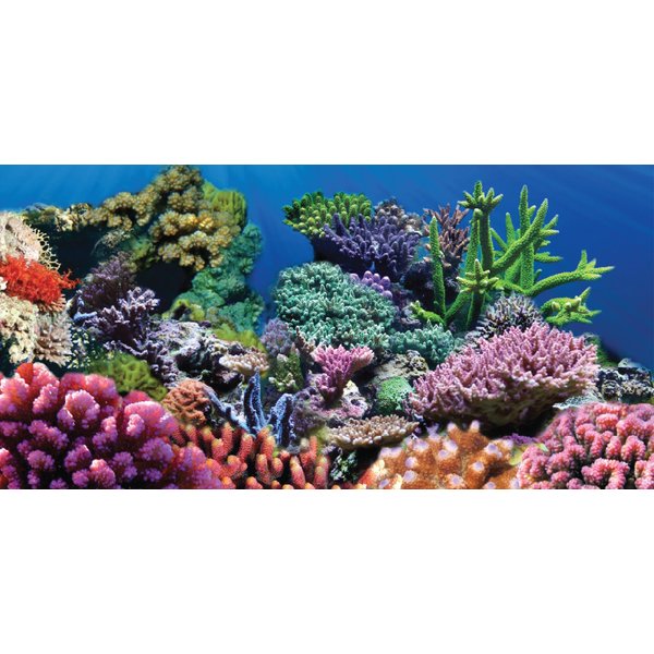 SPORN Static Cling Ocean Floor Aquarium Background, Medium