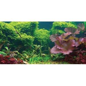 Aquarium Background 