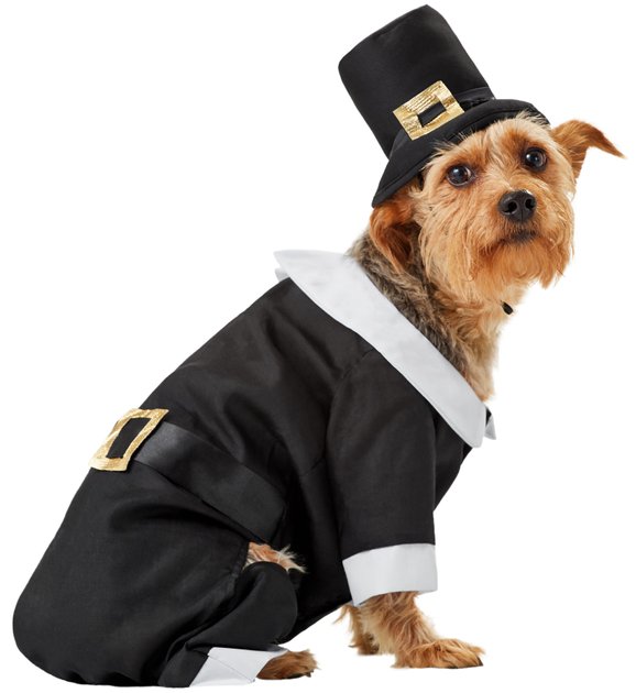 pilgrim outfit for dog