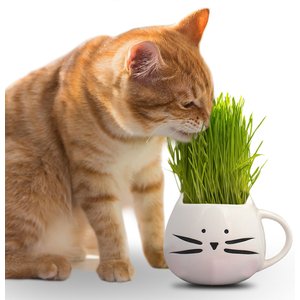 The Cat Ladies Organic Pet Grass Grow Kit with Planter, White