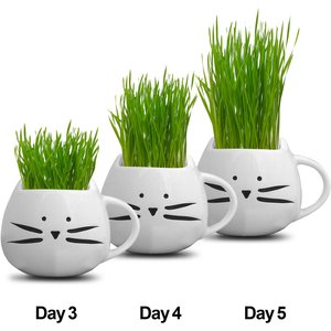 The Cat Ladies Organic Pet Grass Grow Kit with Planter, White