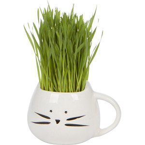 The Cat Ladies Organic Pet Grass Grow Kit with Planter, White