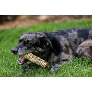 Top Dog Chews 6" Beef Trachea Dog Treats, 10 count