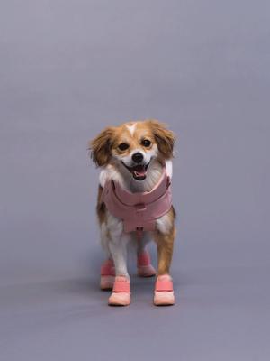 Show full view: RIFRUF Caesar 1 Dog Boot, Blush, 1 slide 6 of 10
