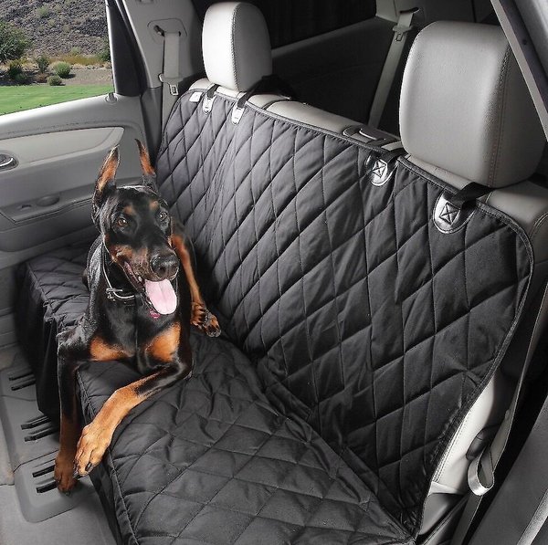 tan dog laying on cargo cover inside an SUV