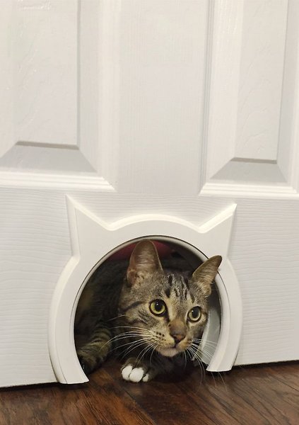 The Kitty Pass Interior Cat Door XL