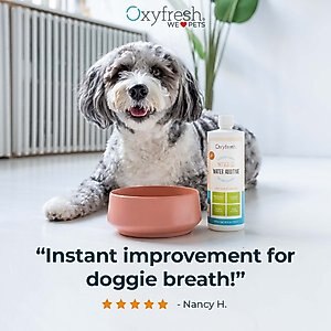 Oxyfresh Premium Pet Care Solution Cat & Dog Dental Water Additive, 16-oz bottle