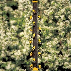 Droll Yankees 20-Port Finch Bird Feeder, 36-inch slide 2 of 2