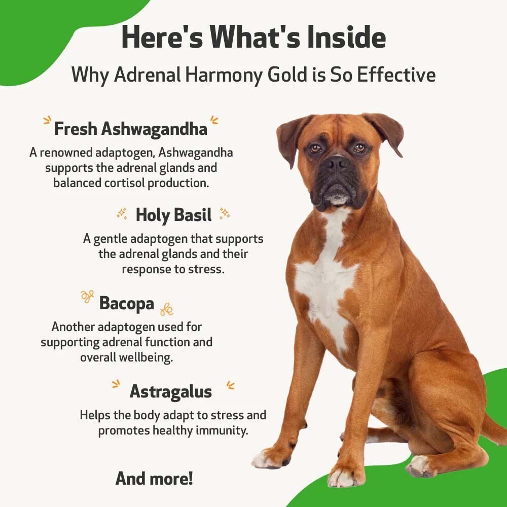 PET WELLBEING Adrenal Harmony Gold Bacon Flavored Liquid Supplement for