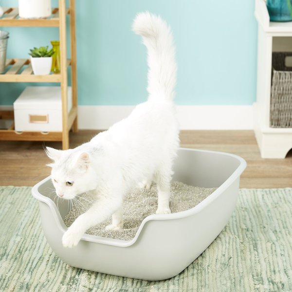 KITTYGOHERE Senior Cat Litter Box, Sand, Large - Chewy.com