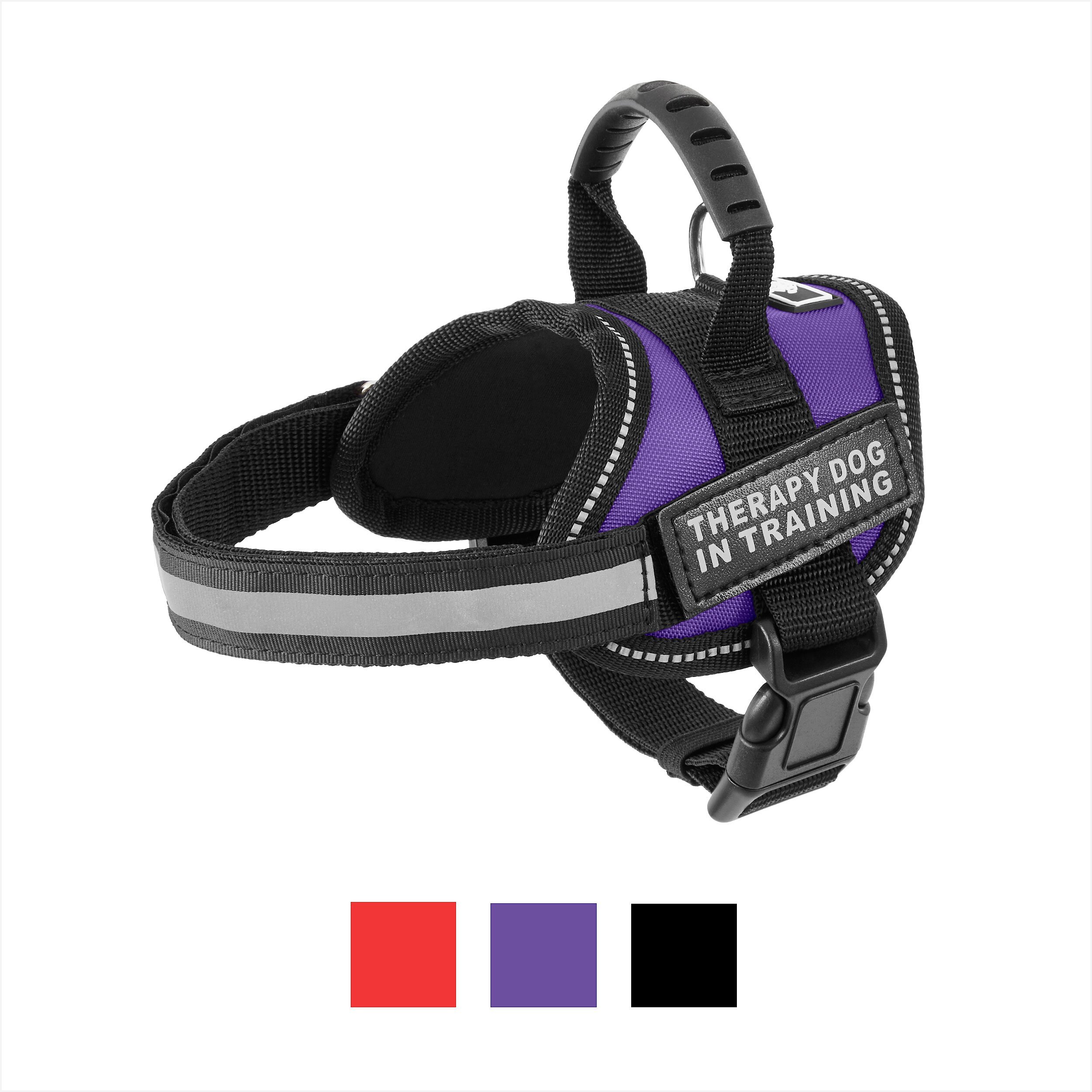 We are training our 12 week old collie for therapy dog. He now weighs