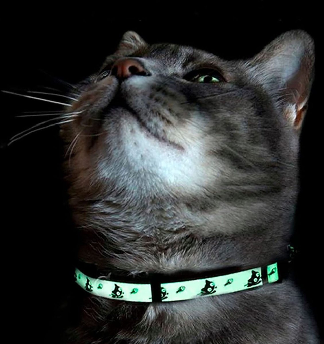 Best glow in 2024 the dark cat collars